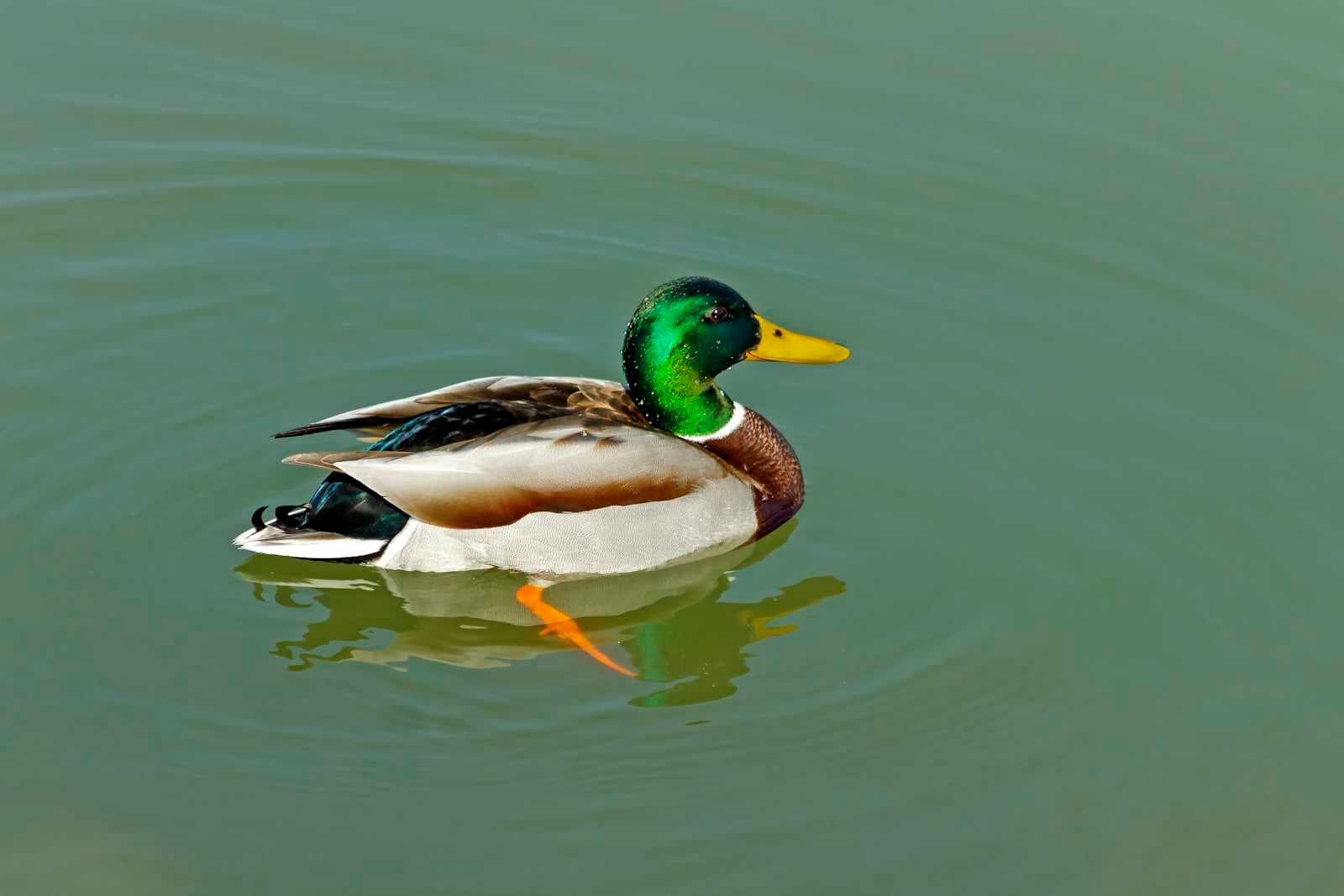 Tool Spotlight: DuckDB